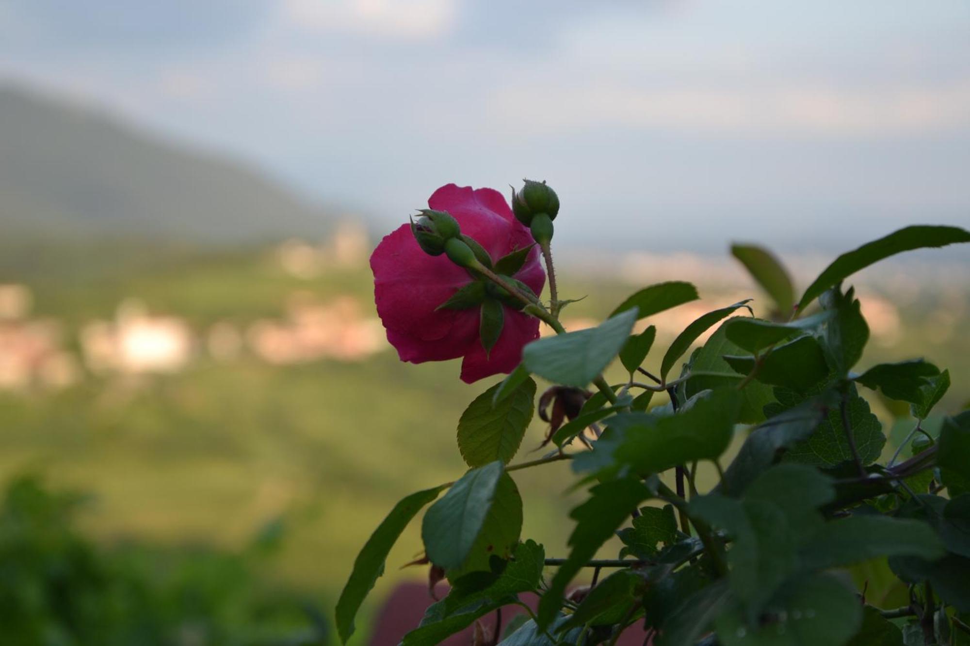 Pri Marjotu Otel Kojsko Dış mekan fotoğraf